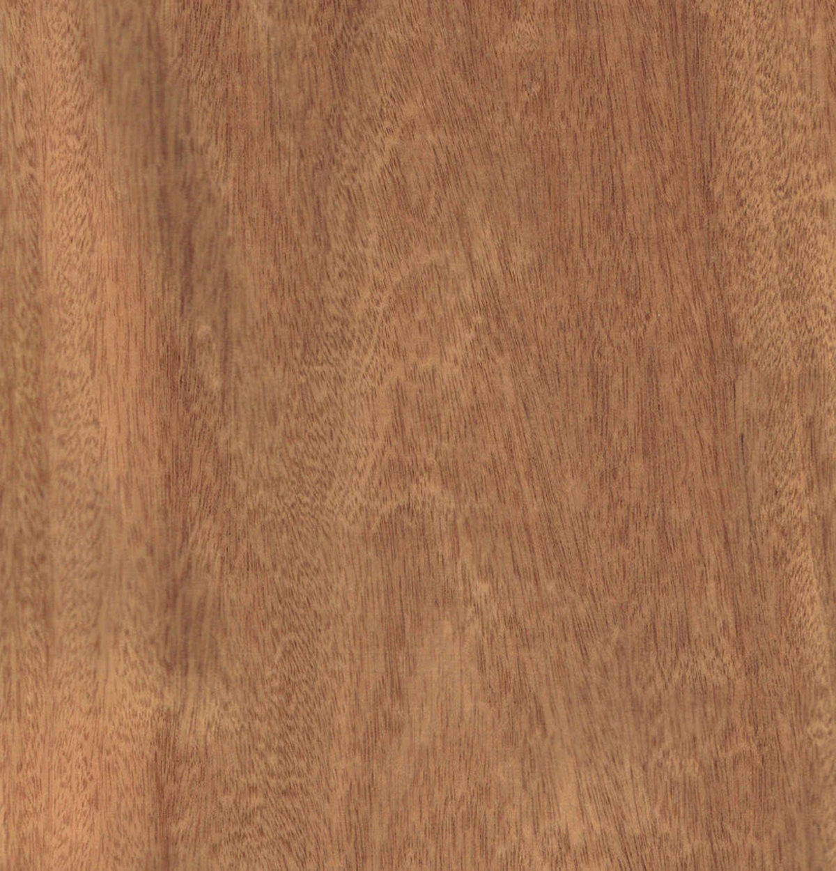 Sapele Veneer Crown Cut on Pre-Glued Leaf